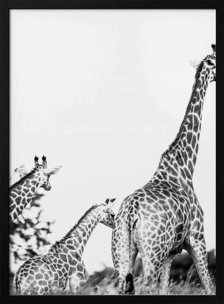 Wandeling met giraffenfamilie | Poster