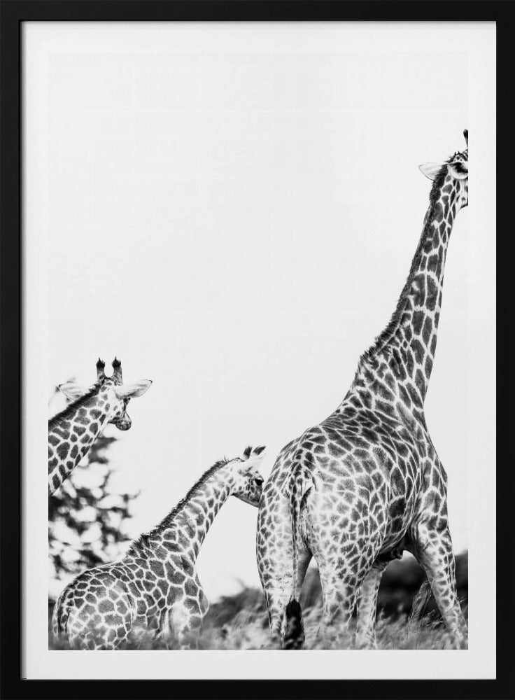 Wandeling met giraffenfamilie | Poster