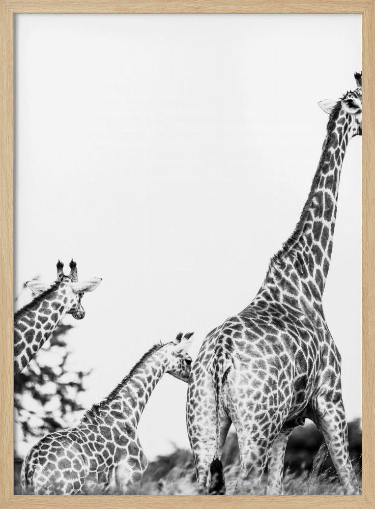 Wandeling met giraffenfamilie | Poster
