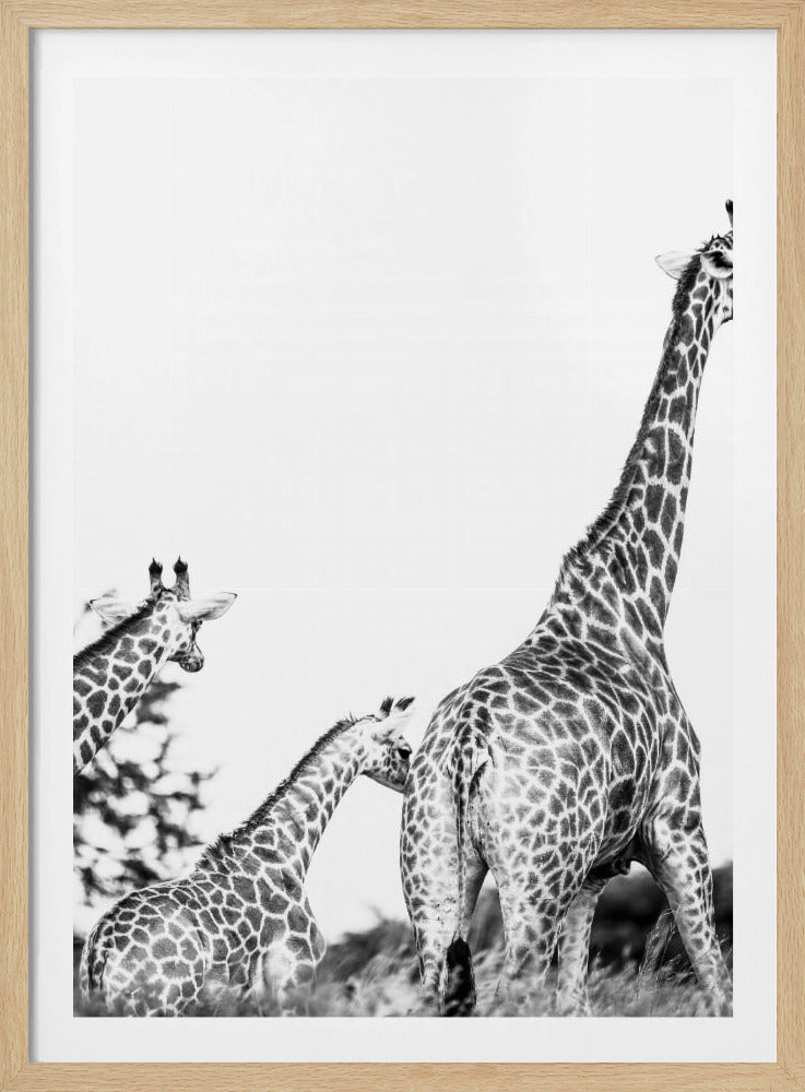 Wandeling met giraffenfamilie | Poster