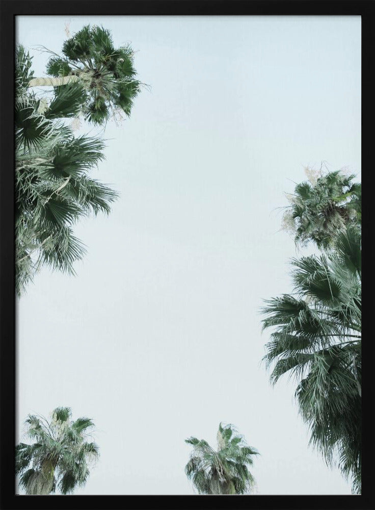 Palmboom Sereniteit | Poster