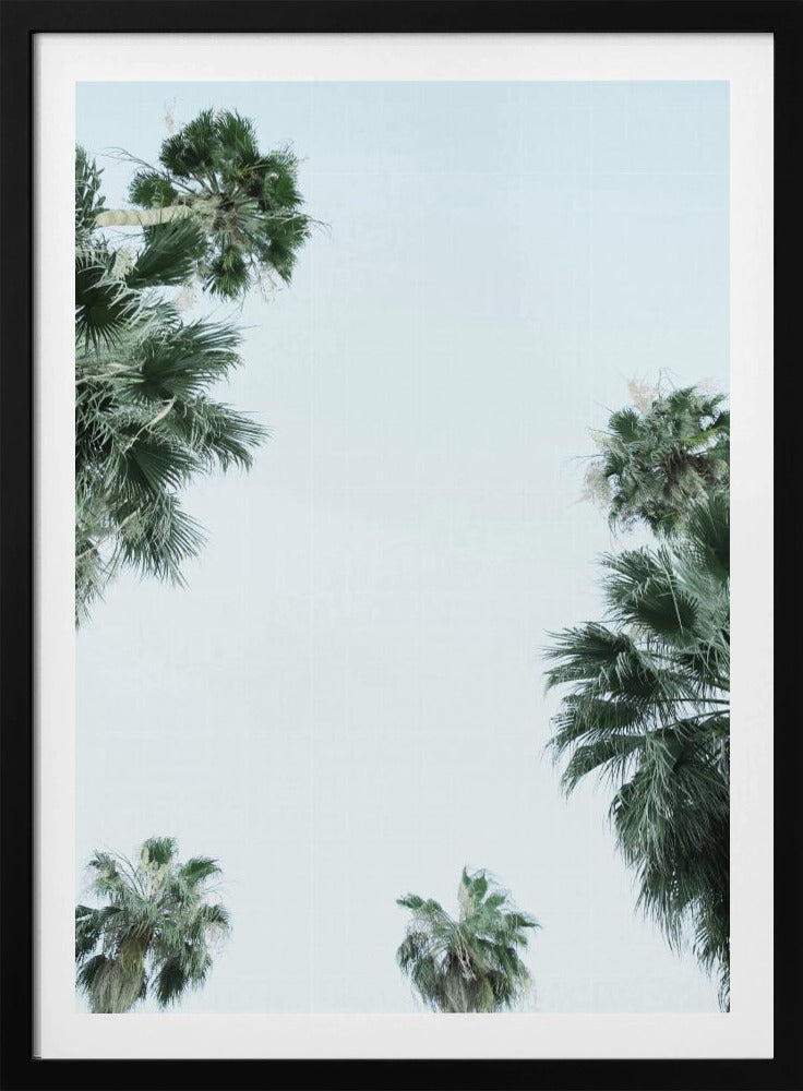 Palmboom Sereniteit | Poster