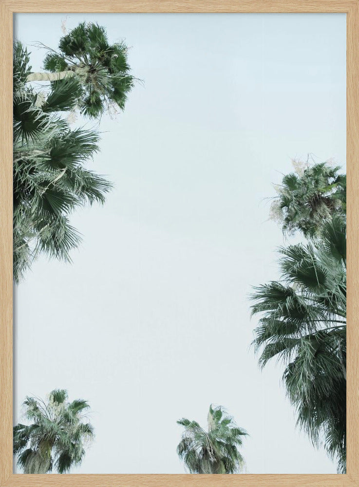 Palmboom Sereniteit | Poster