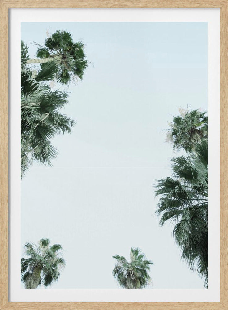 Palmboom Sereniteit | Poster