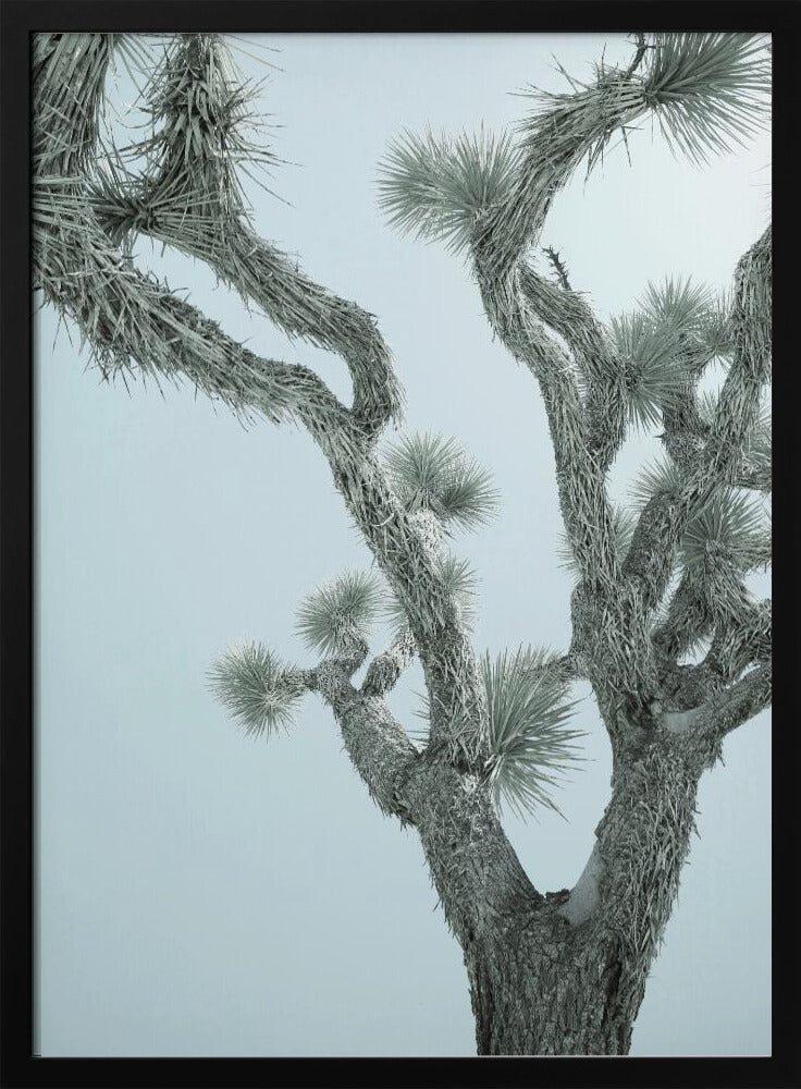 Desert Elegance | Poster