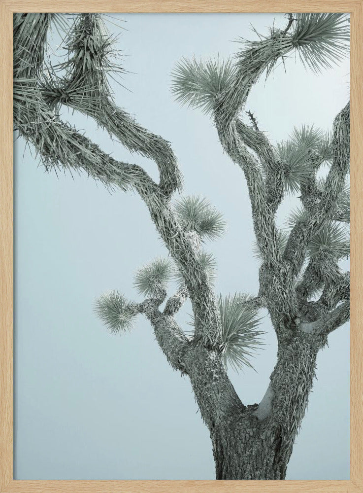 Desert Elegance | Poster