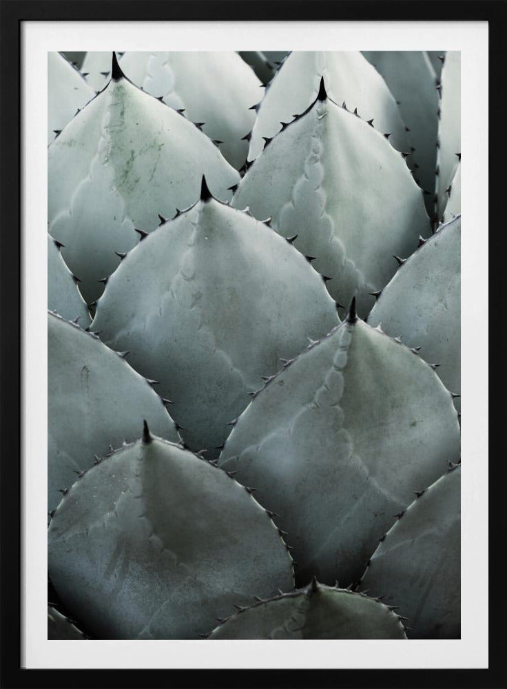 Agave Symmetry | Poster