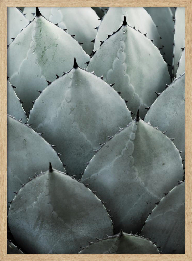 Agave Symmetry | Poster
