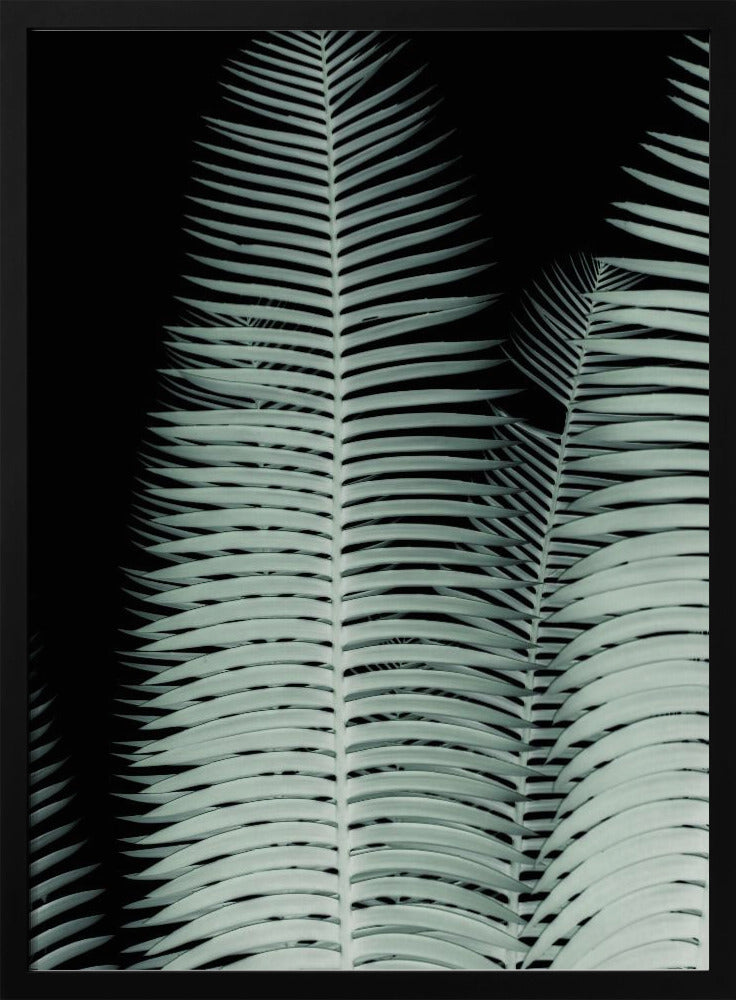 Silver Fronds Symphony | Poster