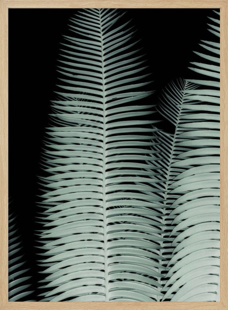 Silver Fronds Symphony | Poster