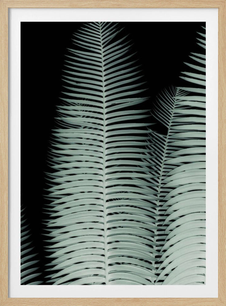 Silver Fronds Symphony | Poster