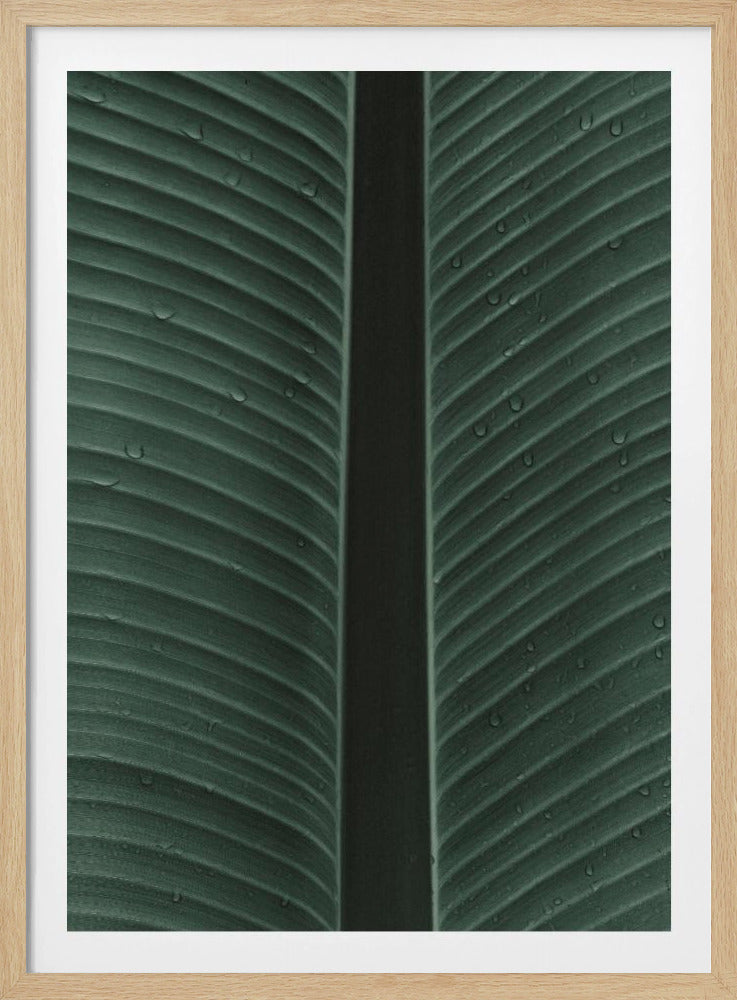 Dewy Leaf Symphony | Poster