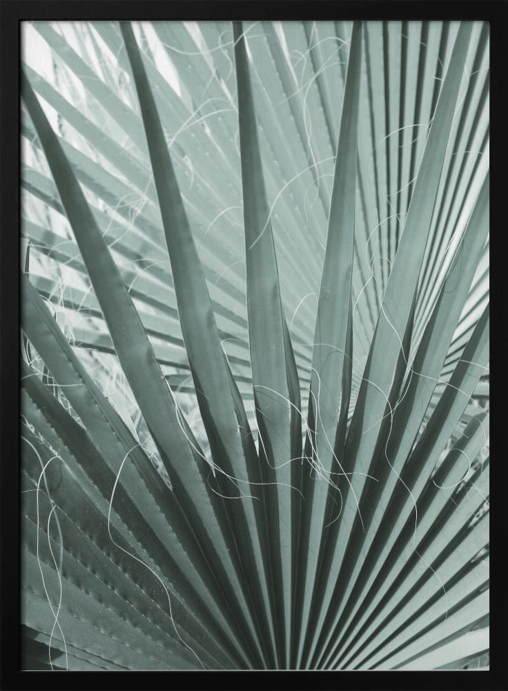 Frond Geometry | Poster