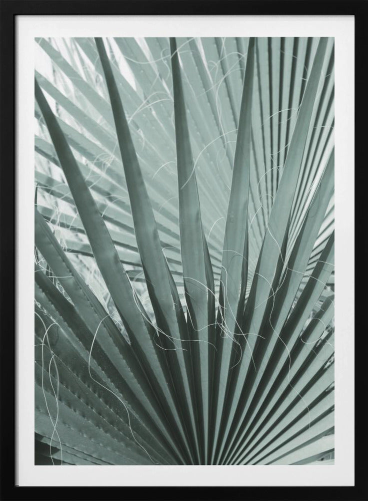 Frond Geometry | Poster