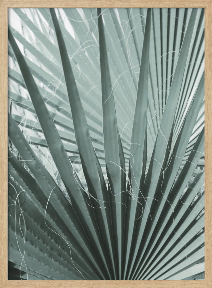 Frond Geometry | Poster