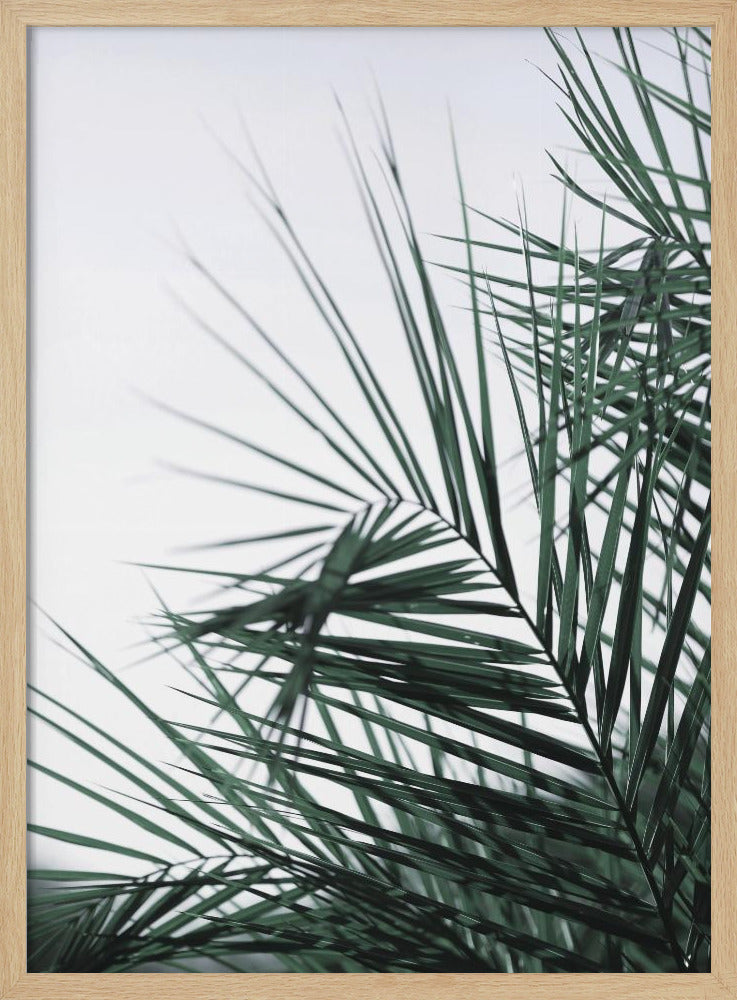Fluisterende Palmen | Poster