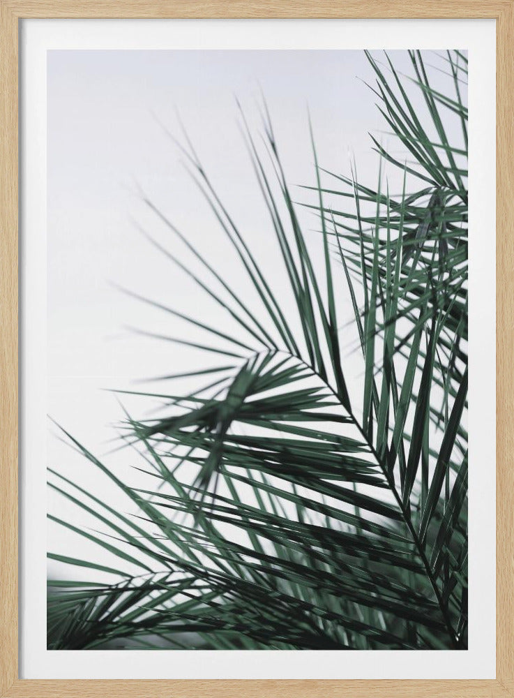 Fluisterende Palmen | Poster