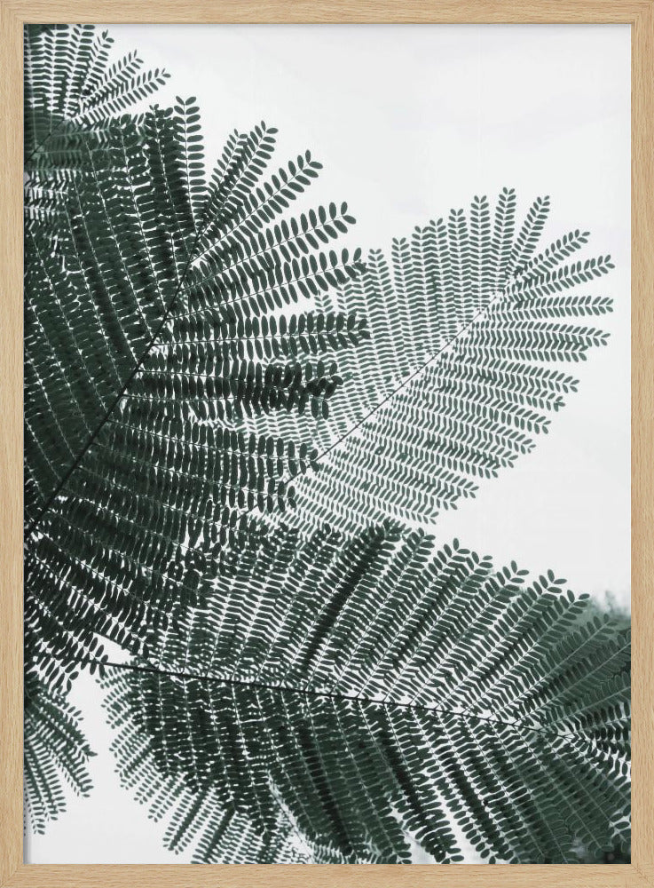 Fern Whispering | Poster
