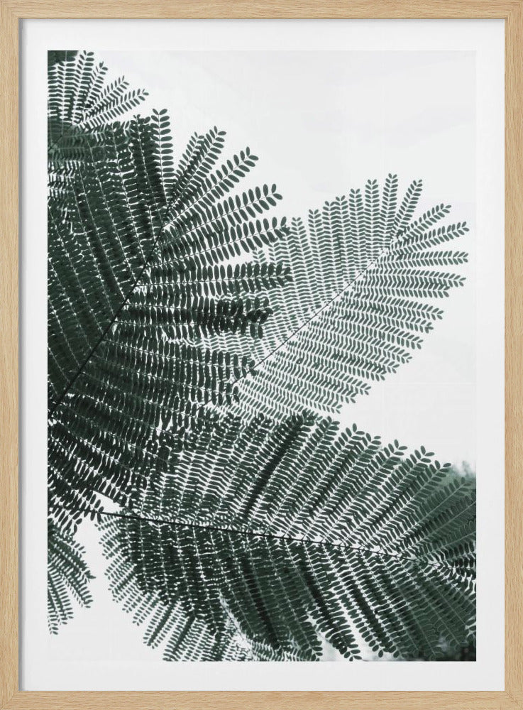 Fern Whispering | Poster