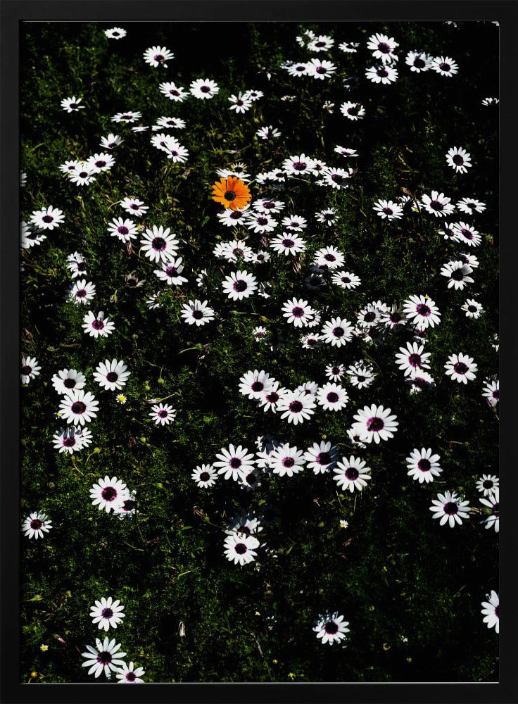 Unique Blossom | Poster