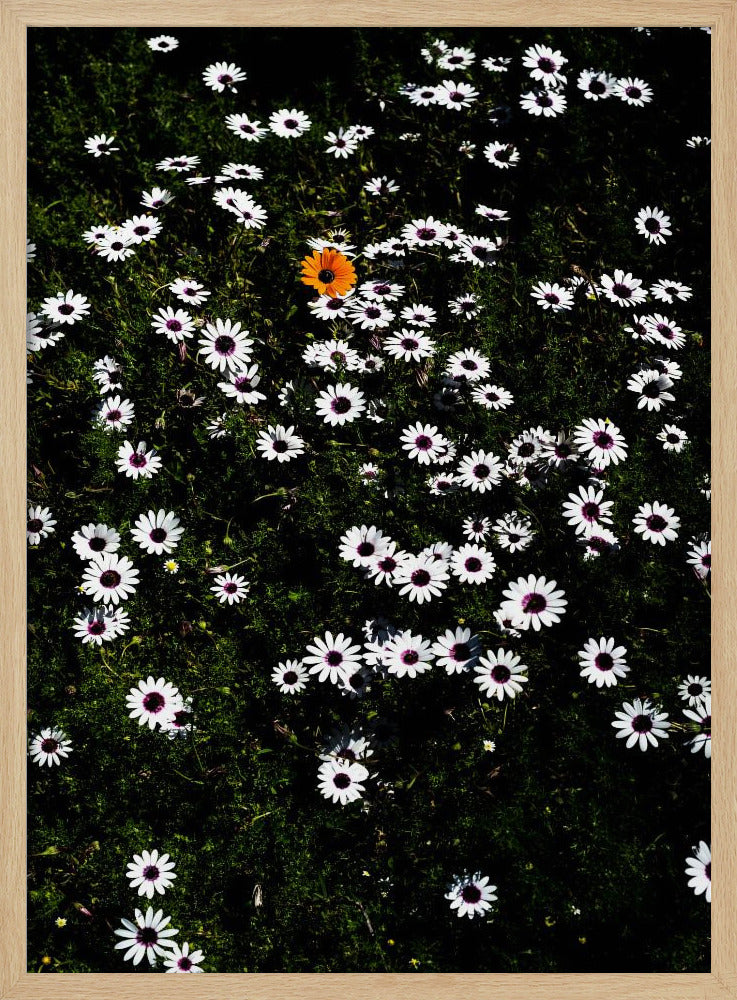 Unique Blossom | Poster
