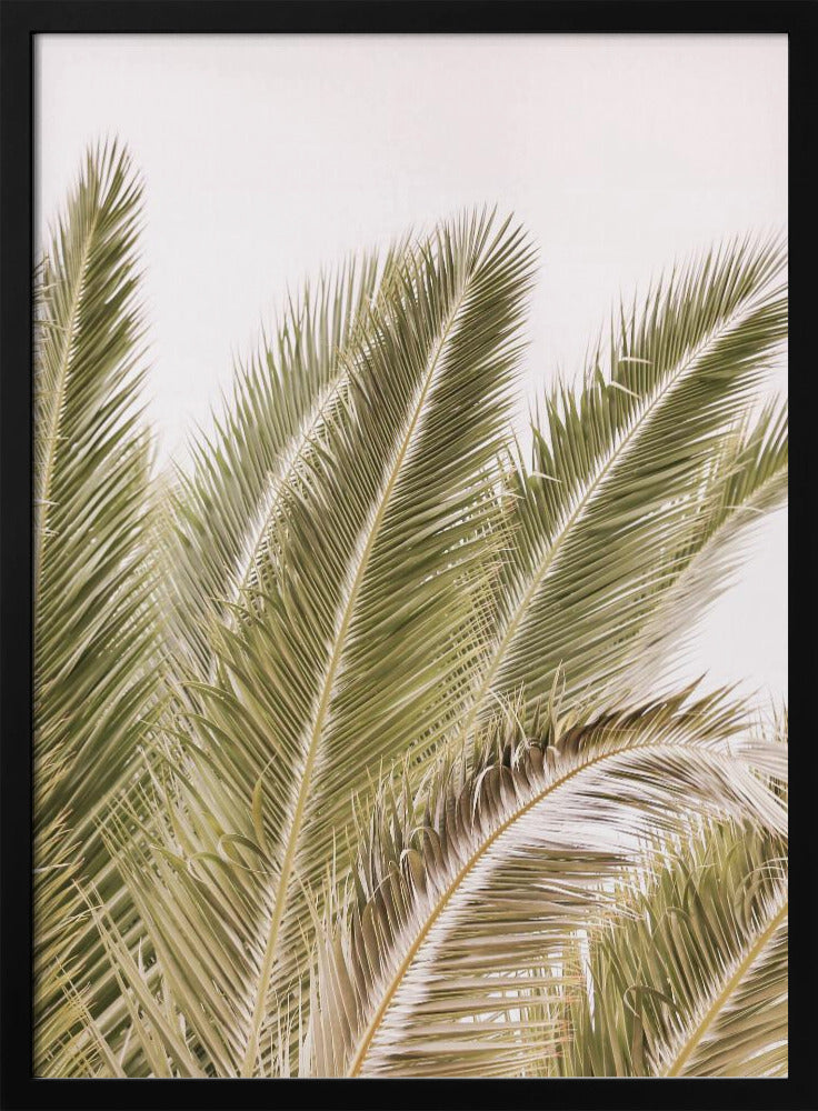 Fronds in the Breeze | Poster