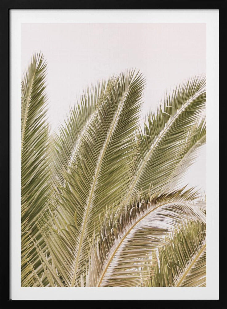 Fronds in the Breeze | Poster