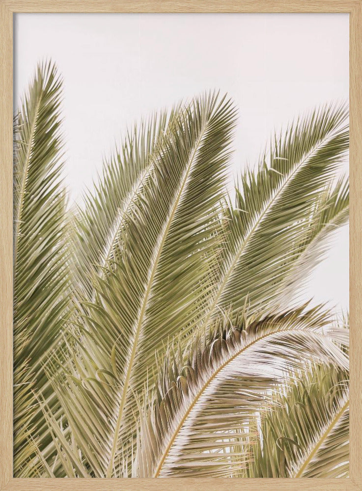 Fronds in the Breeze | Poster
