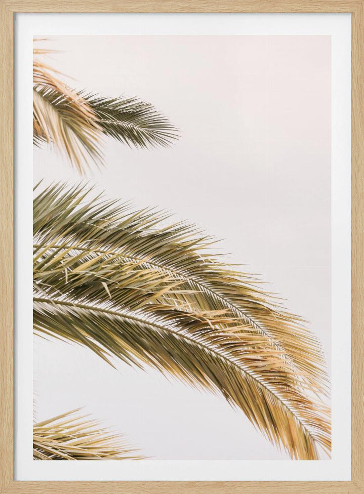 Golden Palm Breeze | Poster