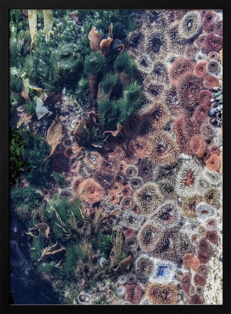 Ocean's Tapestry | Poster