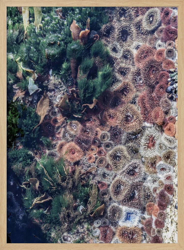 Ocean's Tapestry | Poster