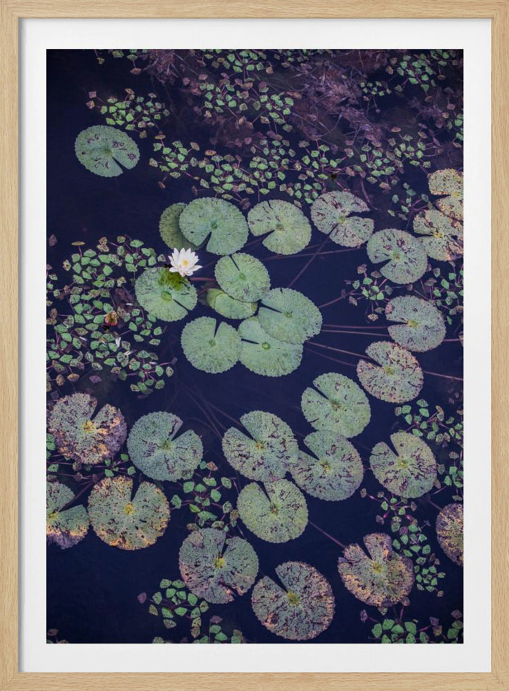 Lelie Sereniteit | Poster