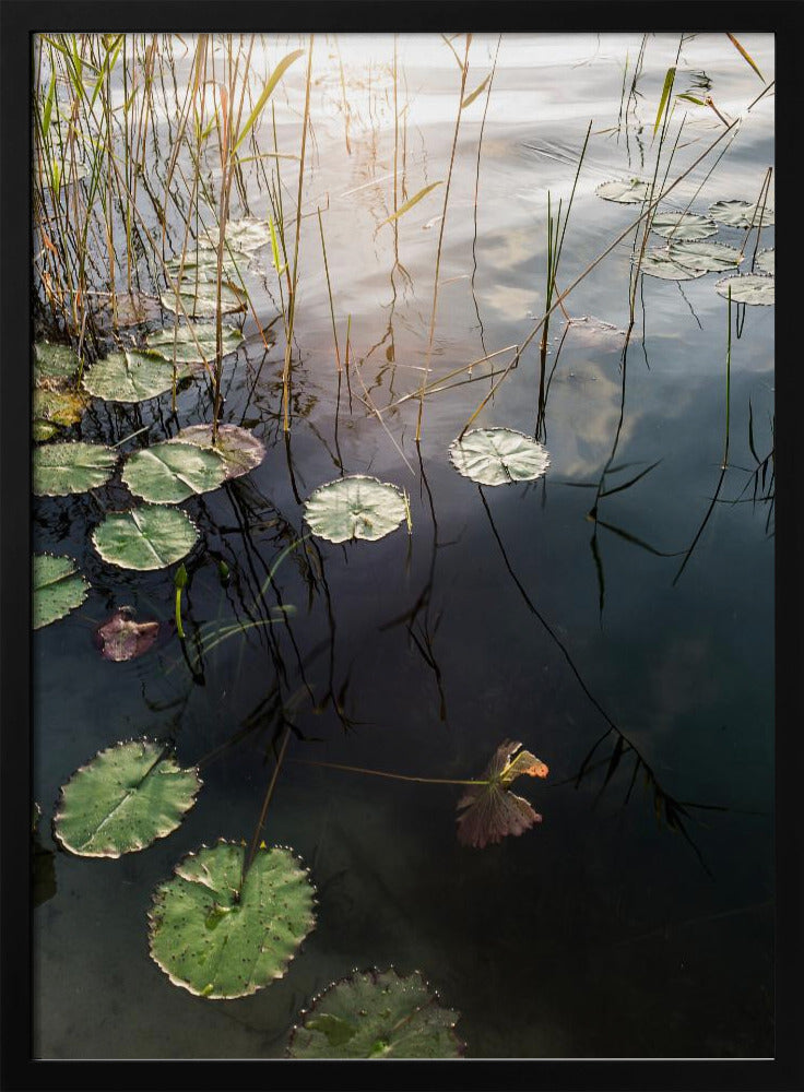 Lily's rustige dageraad | Poster