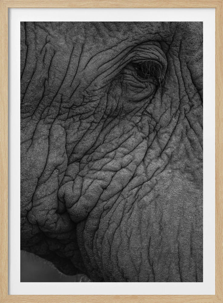 Elephant's Wisdom | Poster
