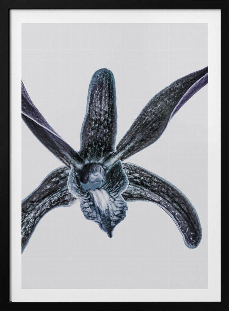 Midnight Blossom | Poster