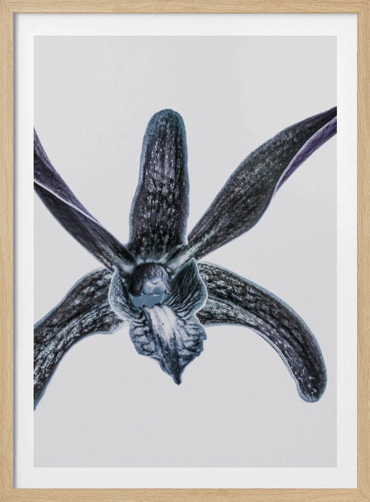 Midnight Blossom | Poster