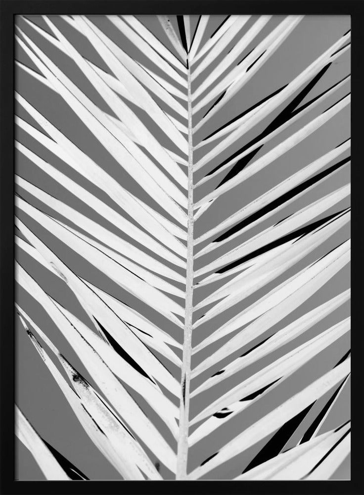 Monochrome Fronds | Poster