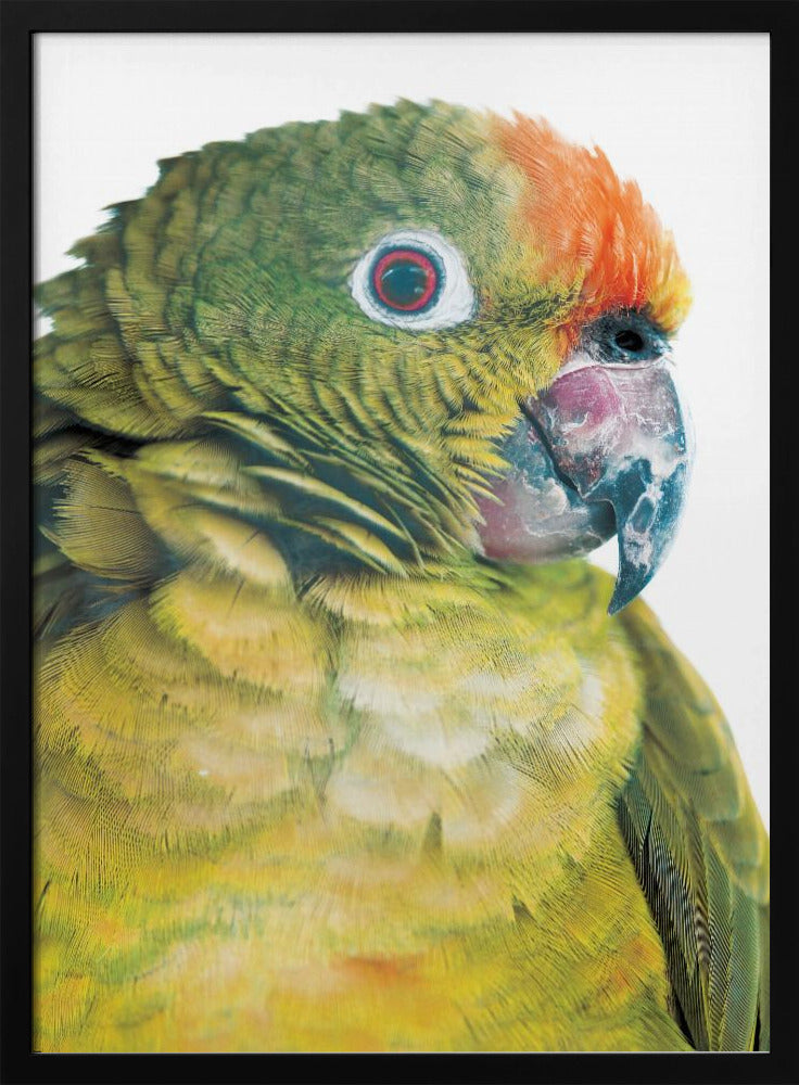 Vibrant Parrot Glance | Poster