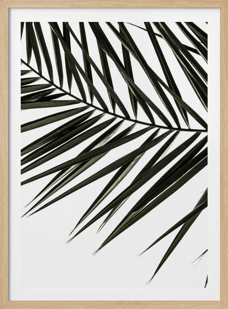 Frond Shadows | Poster
