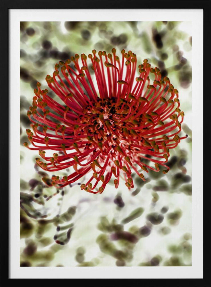 Stralende Bloesem | Poster
