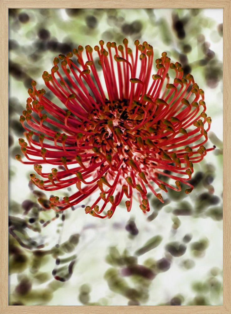 Stralende Bloesem | Poster