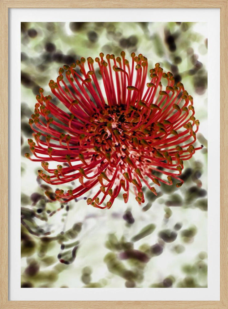 Stralende Bloesem | Poster
