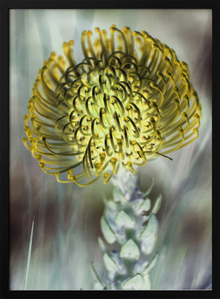 Golden Bloom Burst | Poster