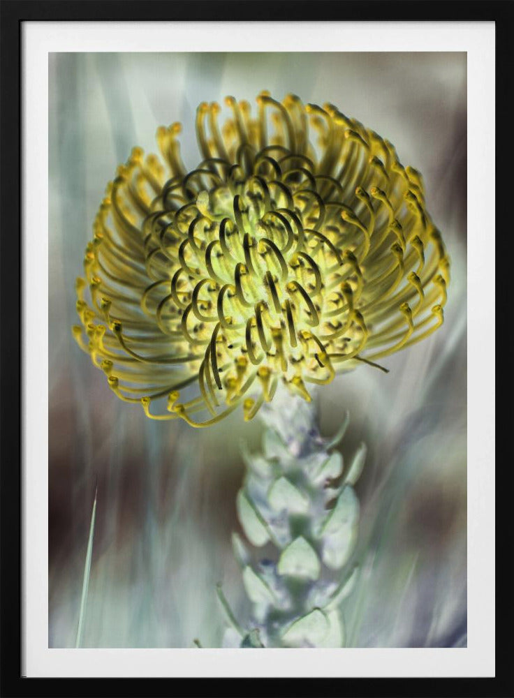 Golden Bloom Burst | Poster