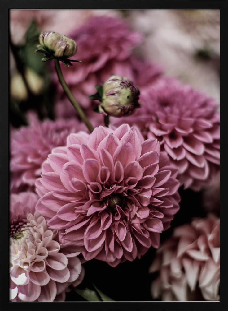 Petal Symphony | Poster