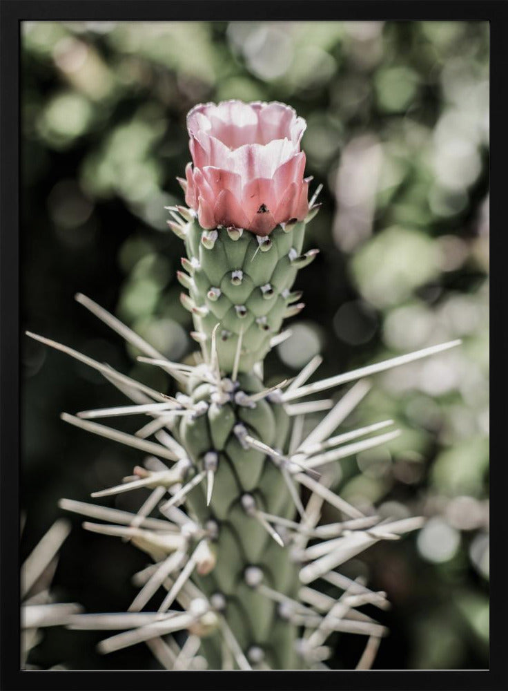 Desert Blossom Beauty | Poster