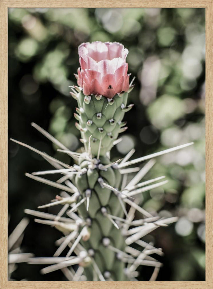 Desert Blossom Beauty | Poster