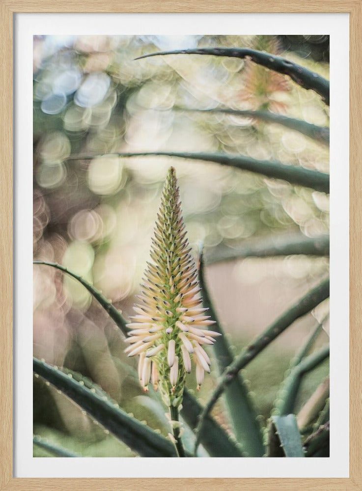 Sappige sereniteit | Poster