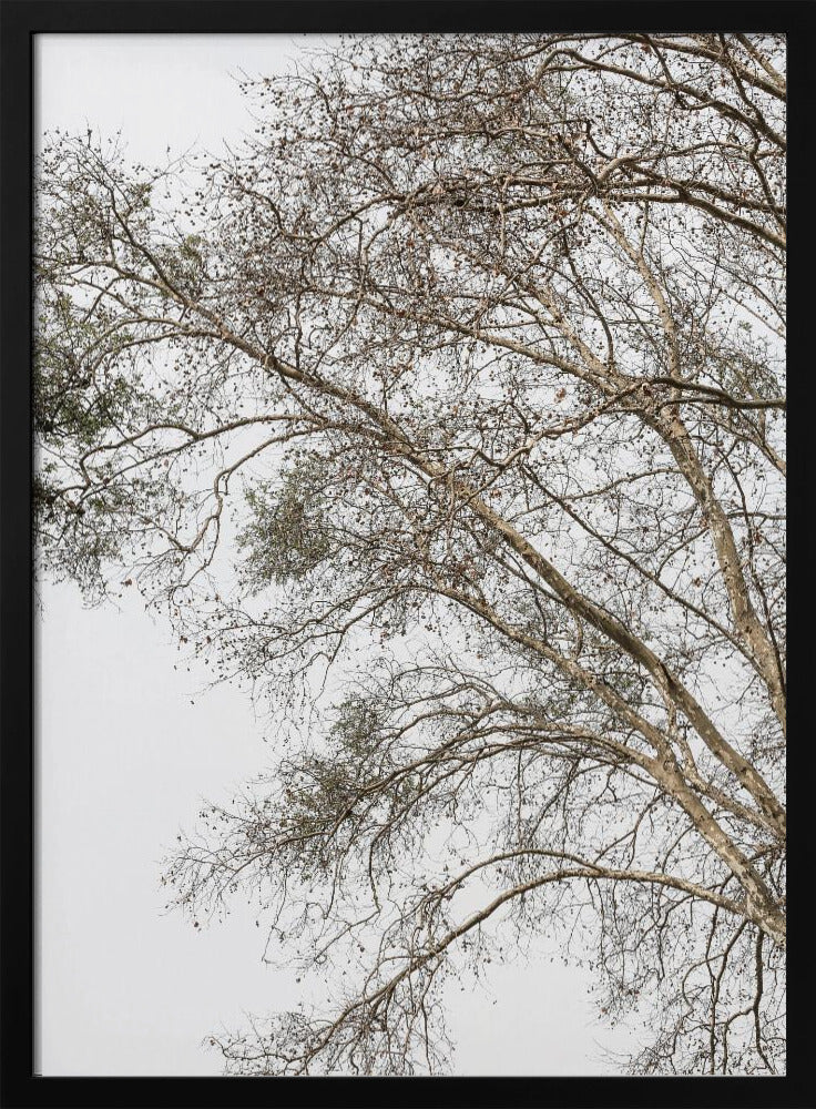 Winter's Whispering Branches | Poster