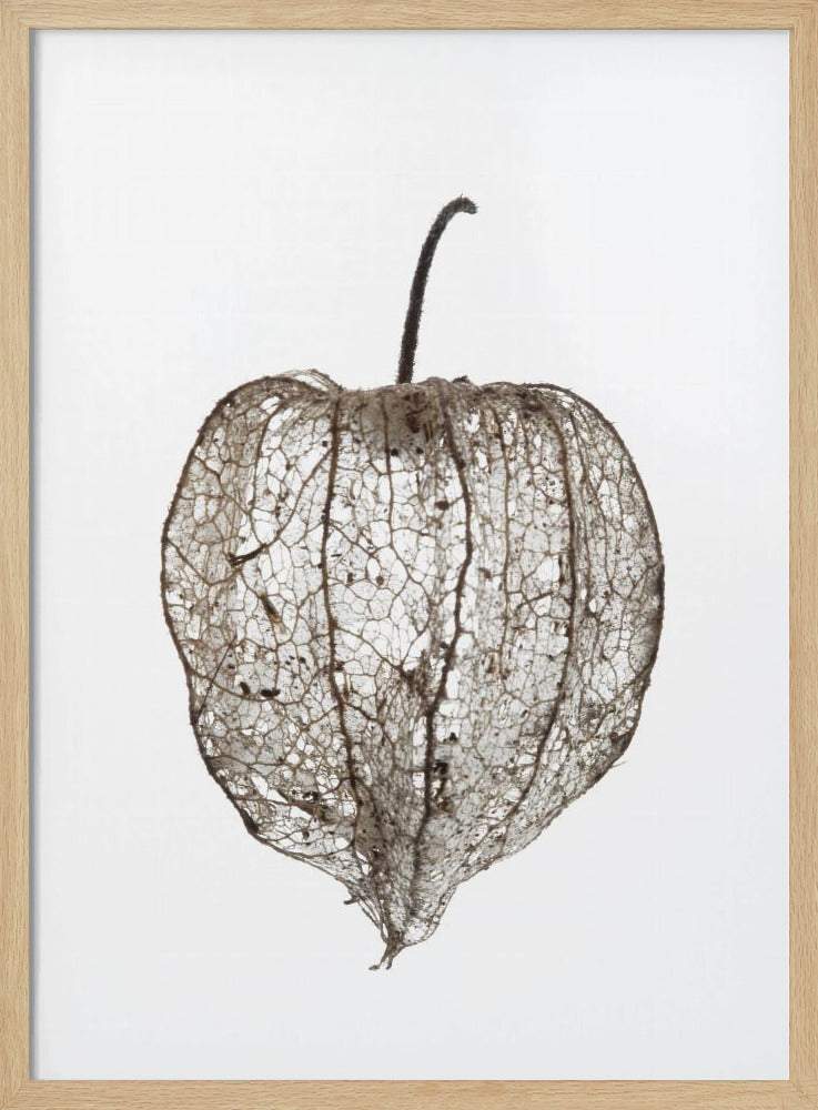 De sluier van de kwetsbare natuur | Poster